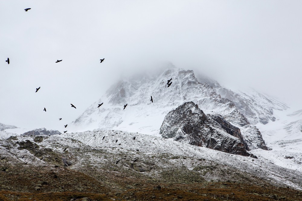 Public Domain Images - Mountains Snow Birds White Black Grey Fog