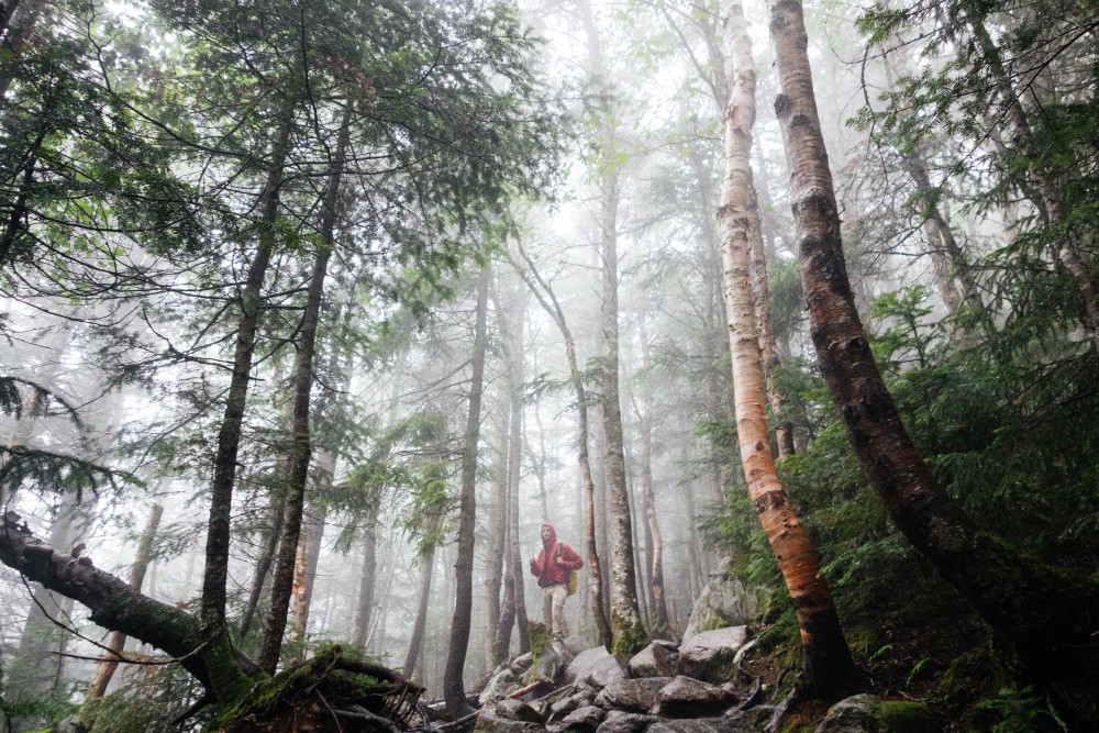 Public Domain Images ? Forest Green Trees Rocks Man Fog Hiking Wood