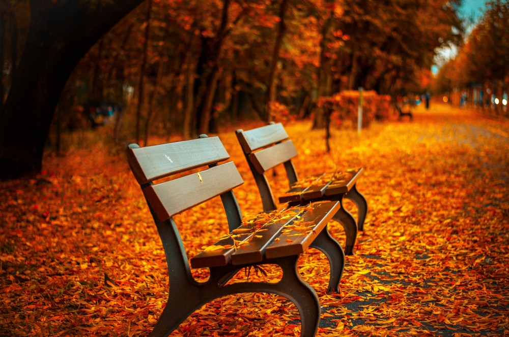 Public Domain Images – Autumn Park Bench Fall Orange Leave Trail