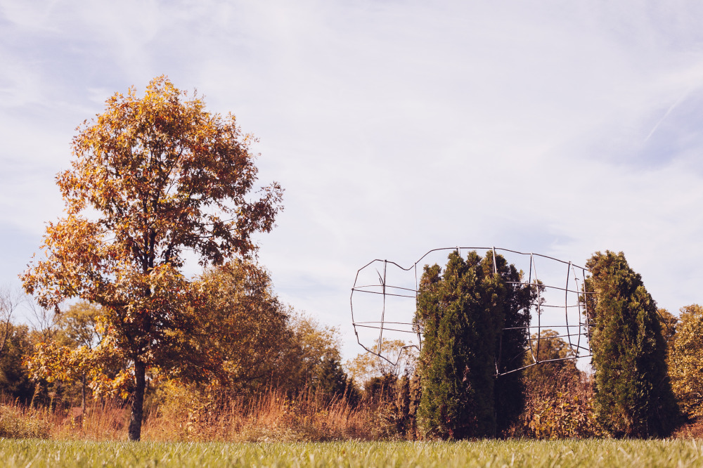 Public Domain Images ? Tree Autumn Leaves Blue Sky Buffalo Park