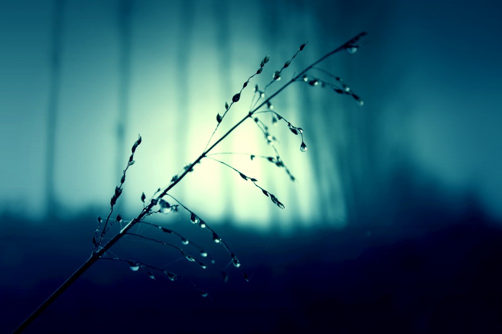 Wheat Stalk Public Domain Images Blue Teal Dark Background