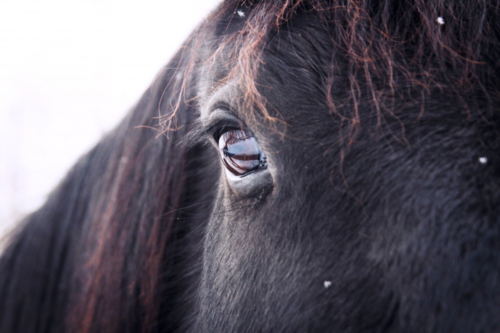 Horse Eye Close Up Brown Hair