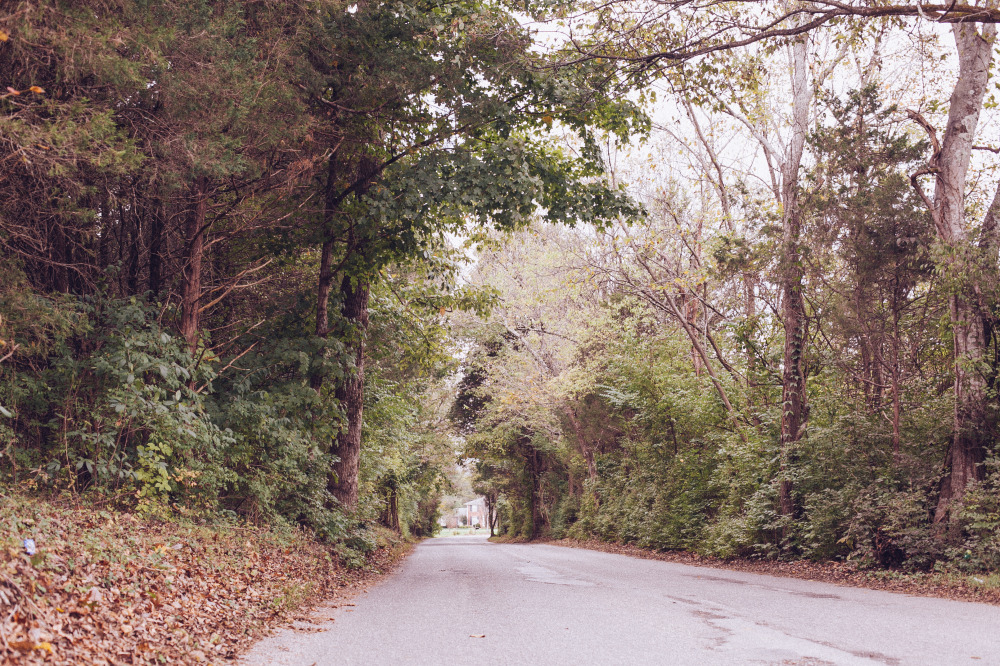 Public Domain Images – Road Trees Forest Green Tunnel