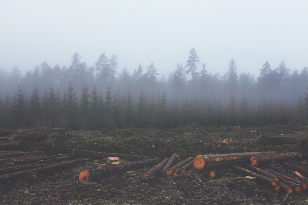 Public Domain Images - Unsplash.com - Green Tree Stump Brown Wood Cut Lumber Pine Fall