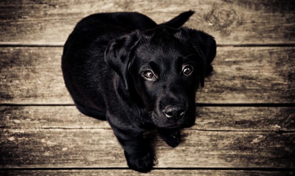 Public Domain Images – Black Lab Dog Puppy on Rustic Wood Background