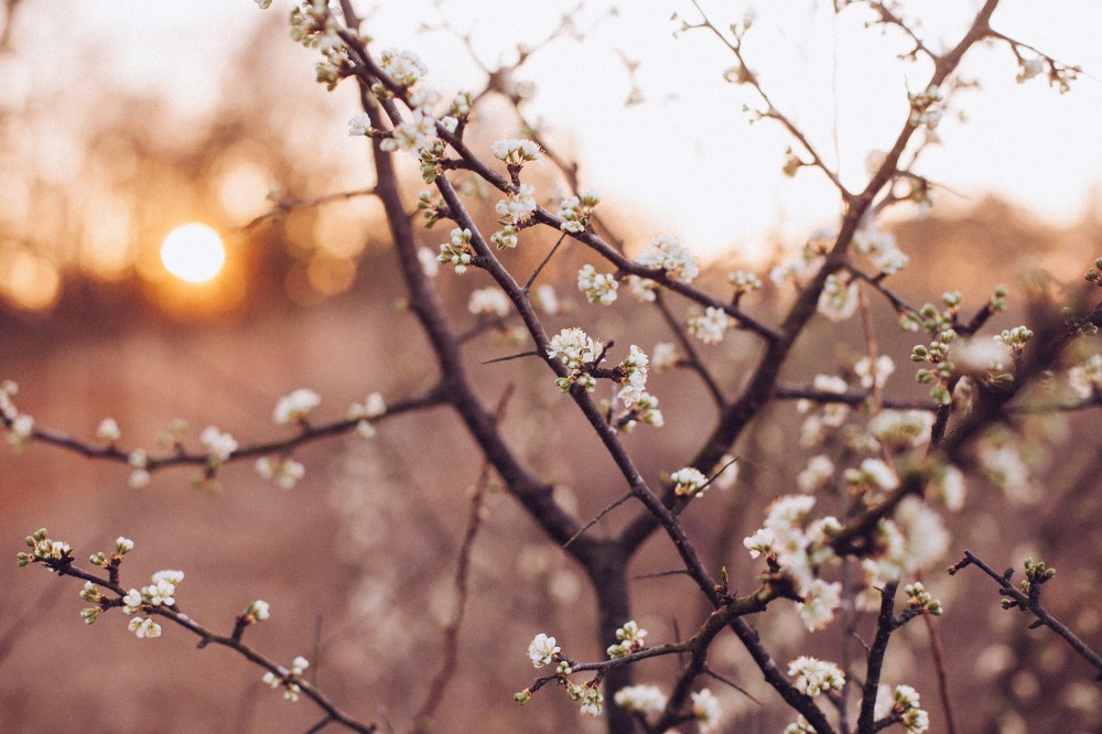 Public Domain Images Free Stock Photos Morning Sun Rise Spring Time White Blossom Branches
