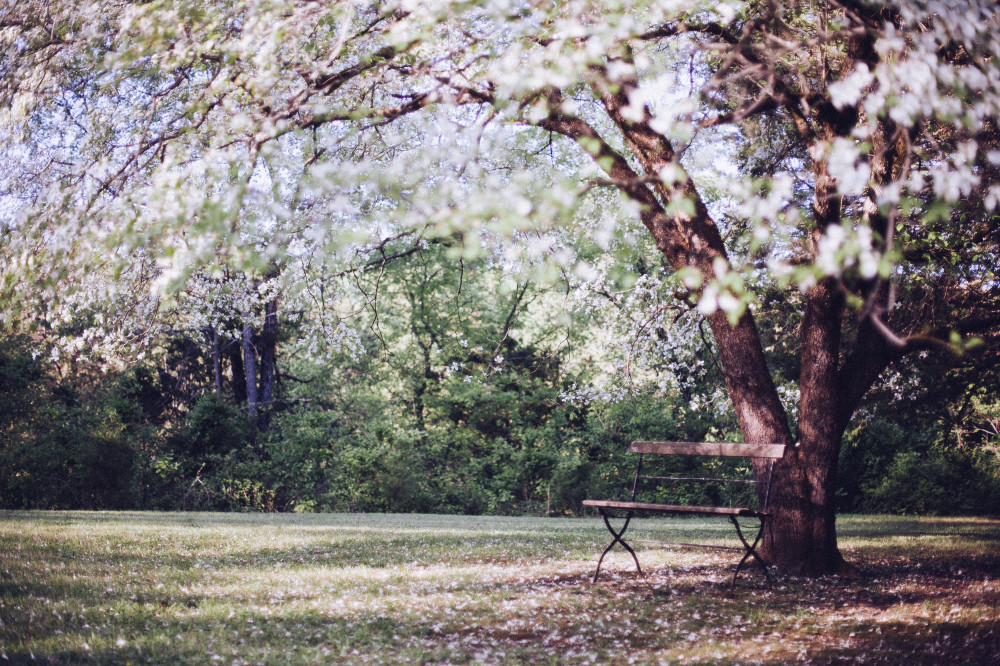 Public Domain Images - Spring Time Tree White Blossoms Wooden Bench Outdoors 