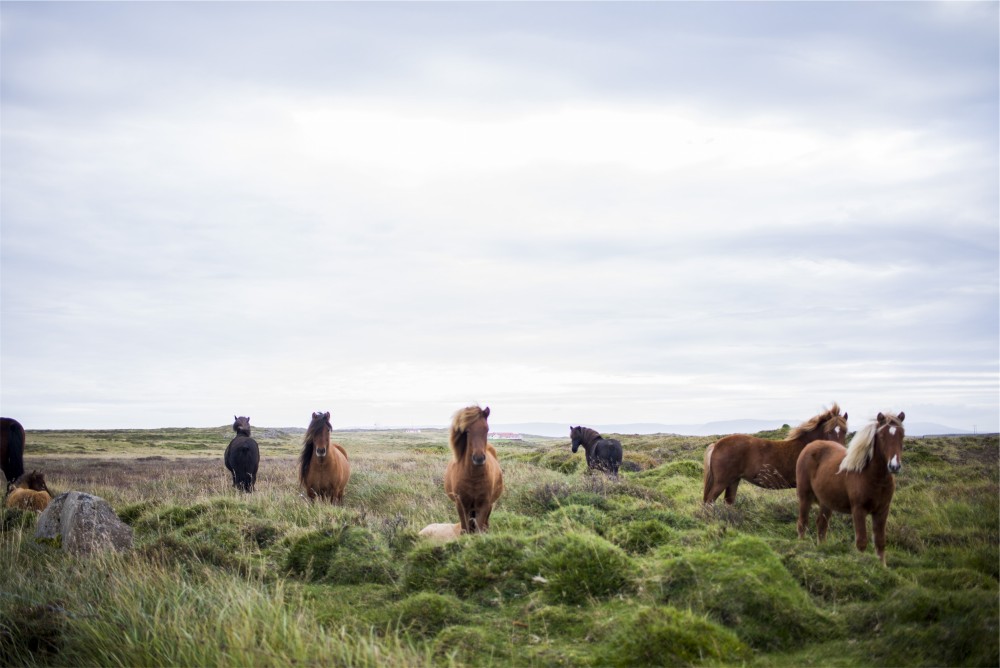 Public Domain Images - Brown Horses Green Field Blue Sky