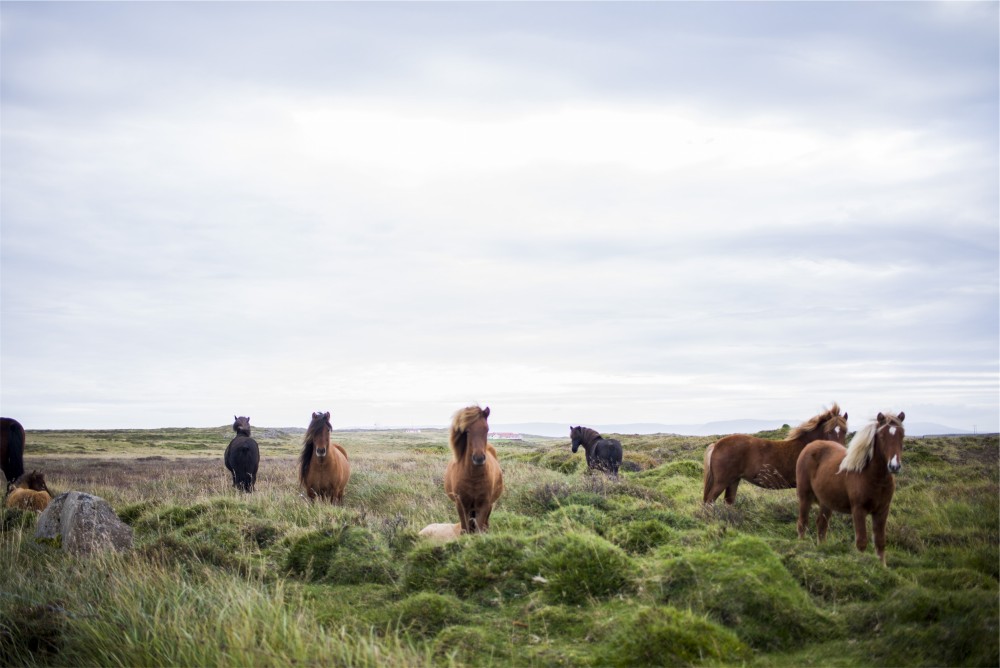 Public Domain Images – Brown Horses Green Field Blue Sky