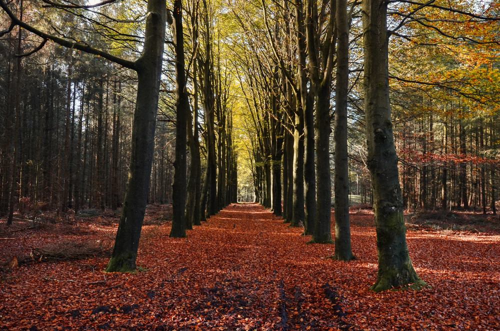 Public Domain Images – Autumn Orange Leaves Trees Trail