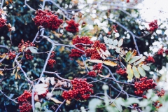 Public-domain-images-free-high-quality-resolution-downloads-38